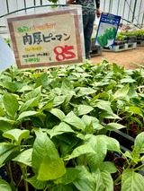 肉厚ピーマン