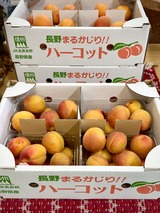 あんず　ハーコット