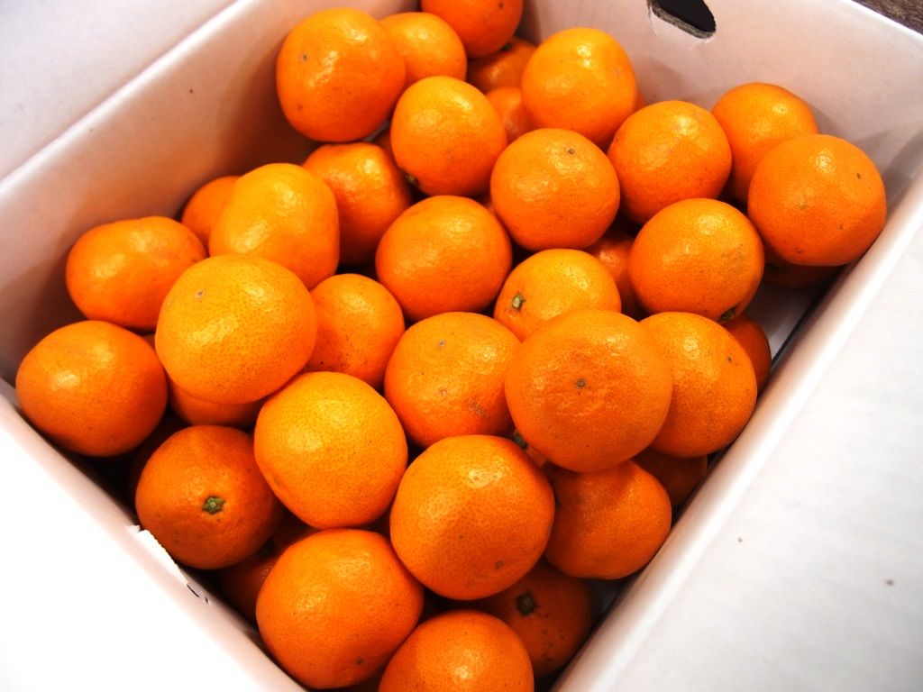 今年も愛媛のいよかんは いいよかん 宮内いよかん販売中 Asamana Manager S Blog 今年も愛媛のいよかんは いいよかん 宮内いよかん販売中 Asamana Manager S Blog