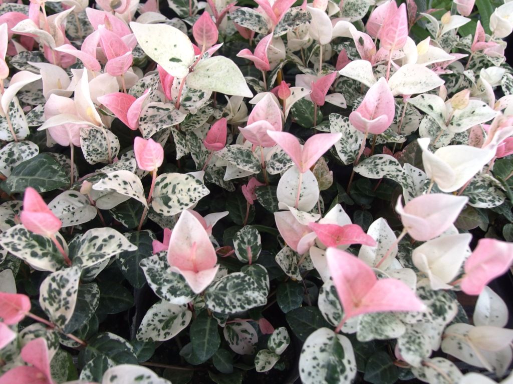 あっさり風味が人気です タケノコ 淡竹 はちく 好評販売中 Asamana Manager S Blog