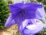 P7290417