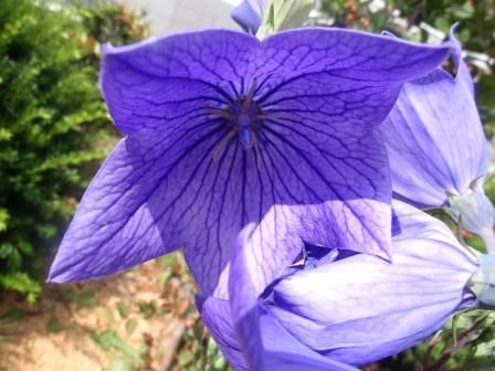 すいか ゴジラのたまご 入荷致しました Asamana Manager S Blog