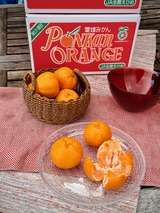 東洋のベストオレンジ ポンカン