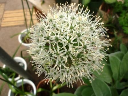 長崎 五島列島より 味いちばん じゃが芋入荷致しました Asamana Manager S Blog