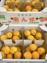 あんず　昭和