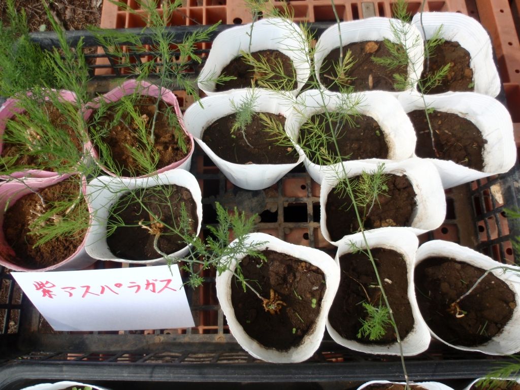 野菜苗好評販売中 特集 ナス パート ラッカセイ アスパラ Asamana Manager S Blog 野菜苗好評販売中 特集 ナス パート ラッカセイ アスパラ Asamana Manager S Blog