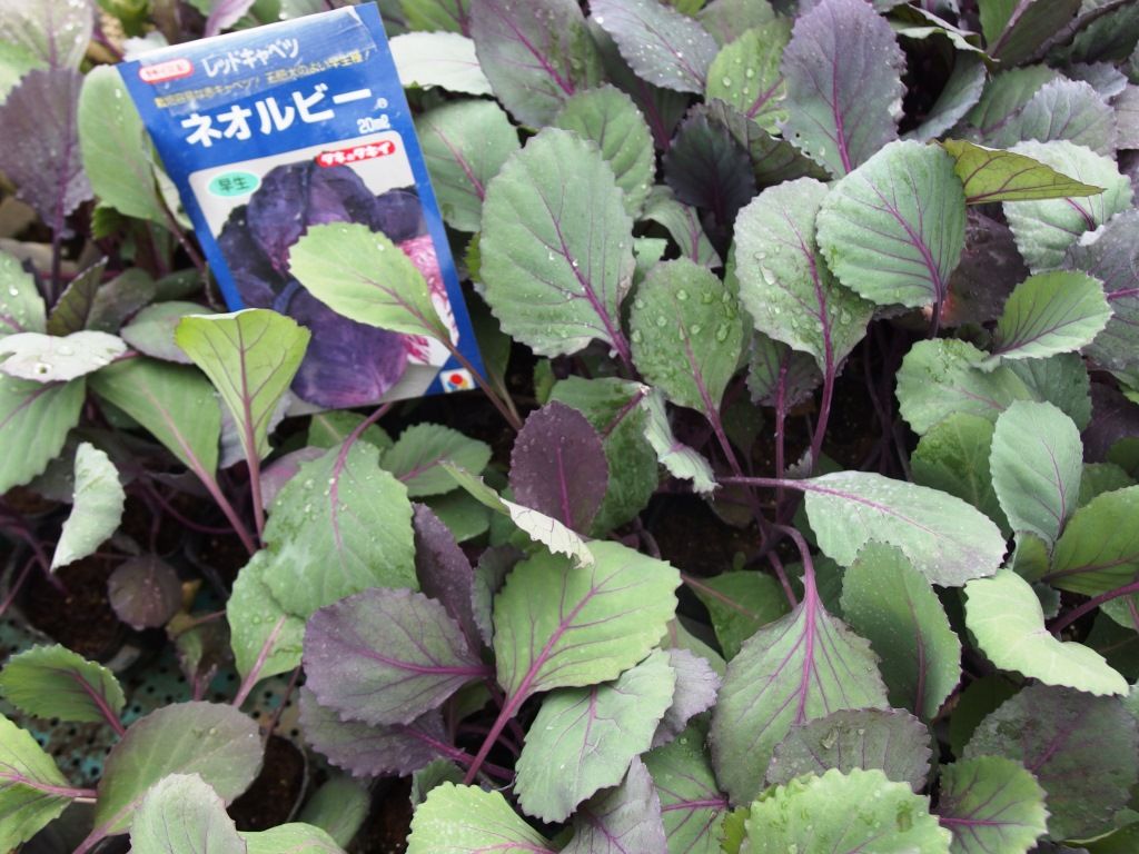 野菜苗 好評販売中 特集 キャベツ 芽キャベツ etc Asamana Manager S Blog 野菜苗 好評販売中 特集 キャベツ 芽キャベツ etc Asamana Manager S Blog
