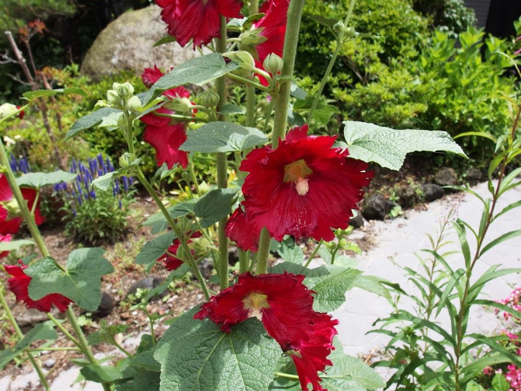 梅干し用のお供に 地物 赤紫蘇 好評販売中 Asamana Manager S Blog