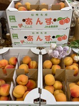 信州大実