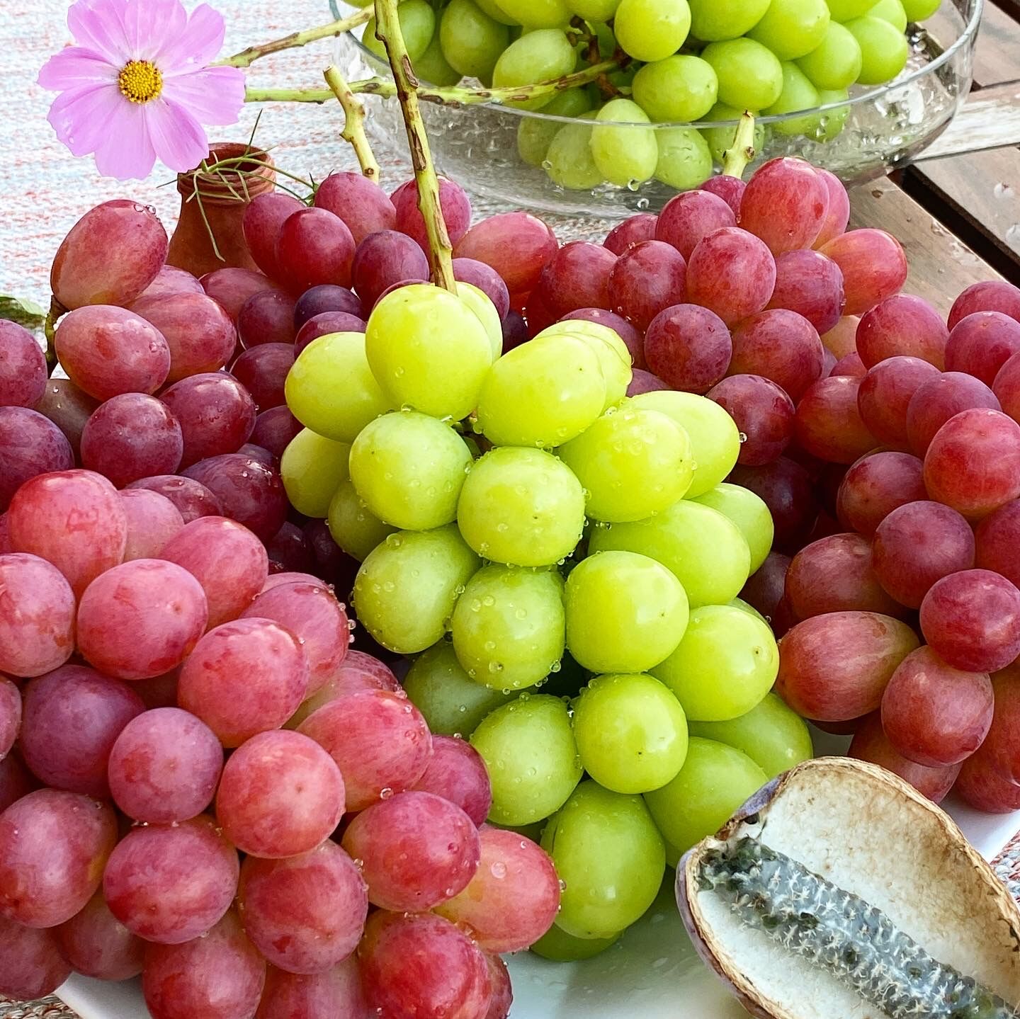 信州産露地ぶどう 第２０弾 赤ぶどうの新品種 コトピー 好評販売中 Asamana Manager S Blog