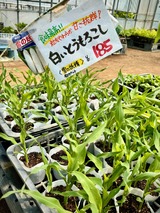 白いとうもろこし