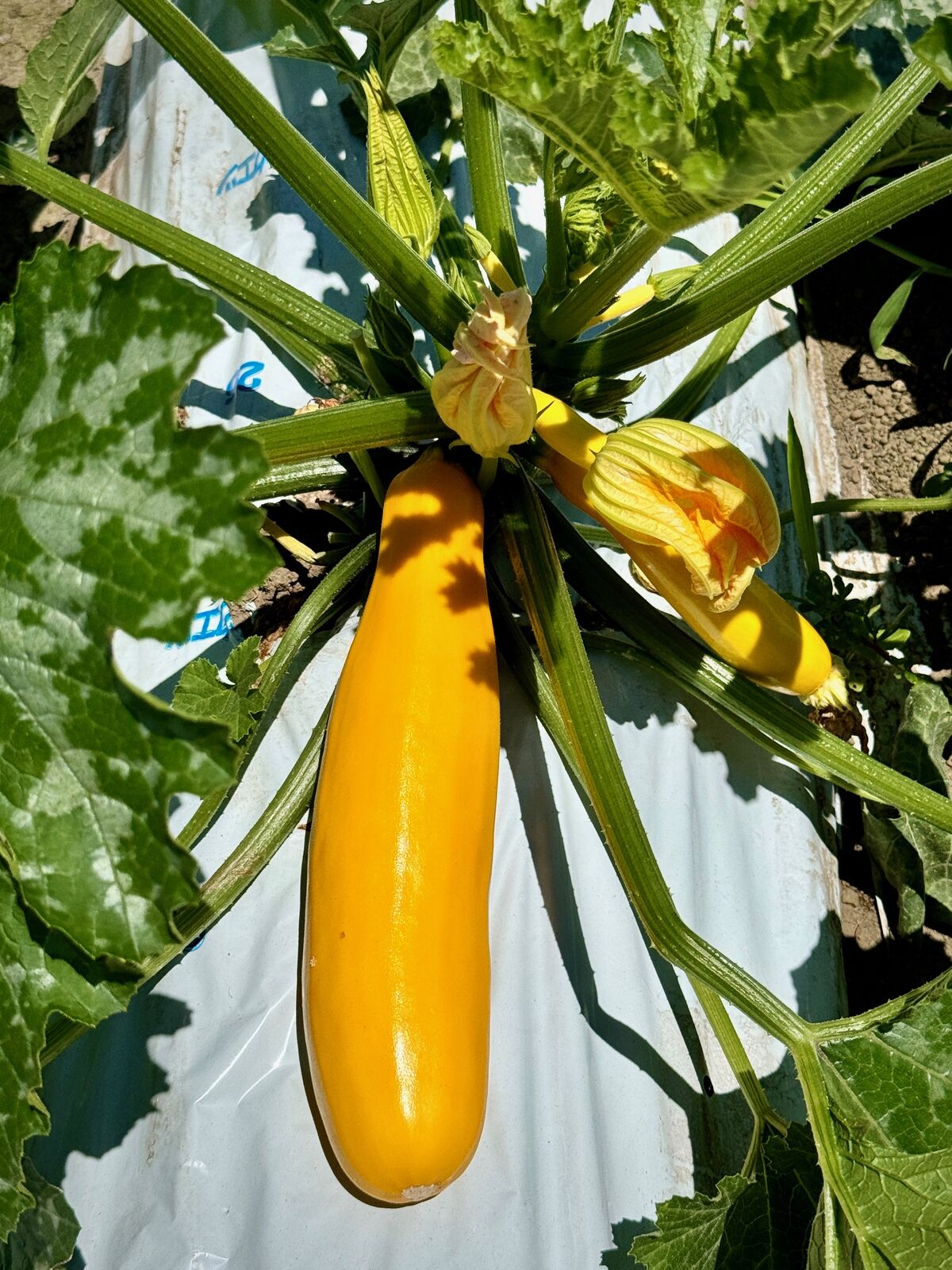 アサマナ産、黄ズッキーニ（オーラム）収穫＆販売開始致しました : ASAMANA managers-blog