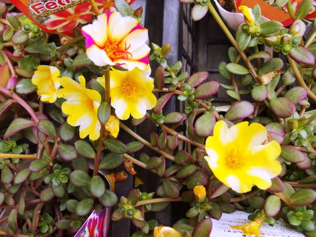 庄内砂丘メロン 鶴姫レッド 好評販売中 Asamana Manager S Blog 庄内砂丘メロン 鶴姫レッド 好評販売中 Asamana Manager S Blog