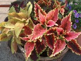 P6290415
