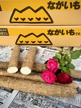 2024 アルプス長芋