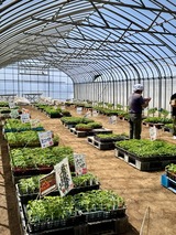 野菜苗販売　2026年　４月