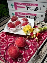 なつっこ　信玄　２０２５