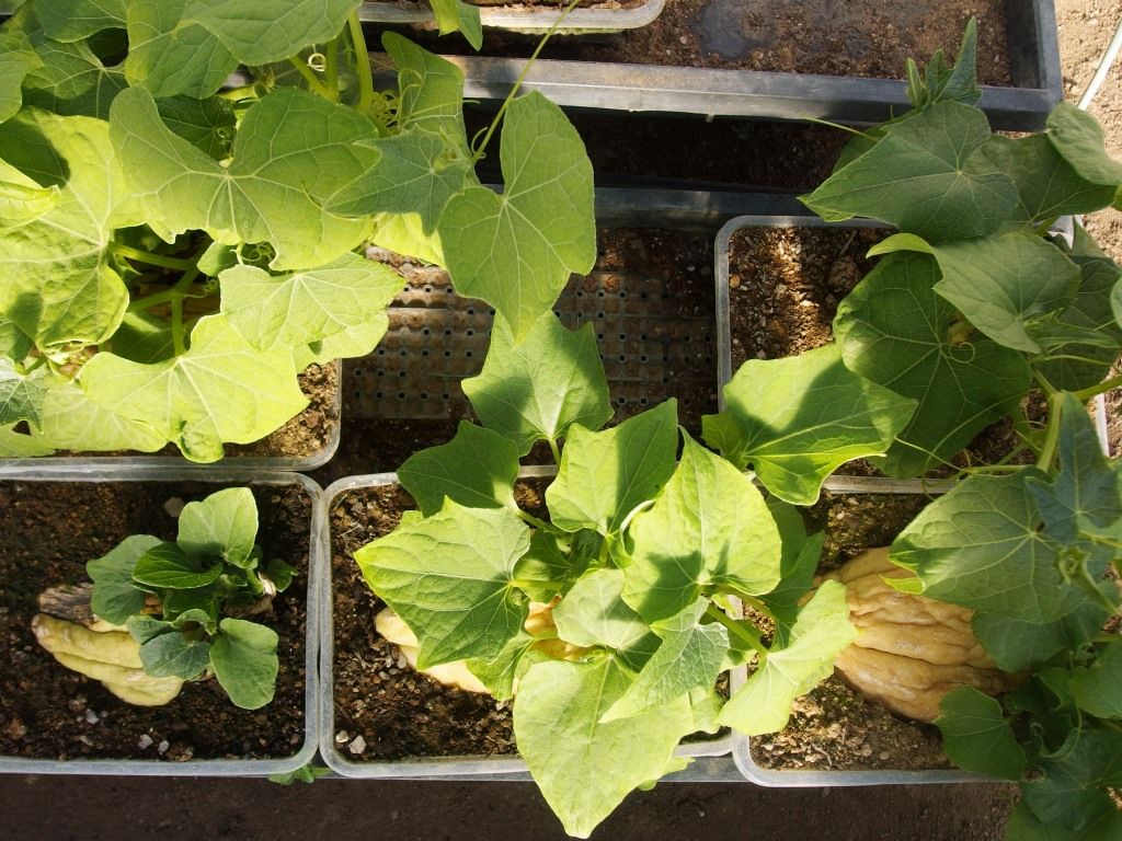 Asamana Manager S Blog 16年05月