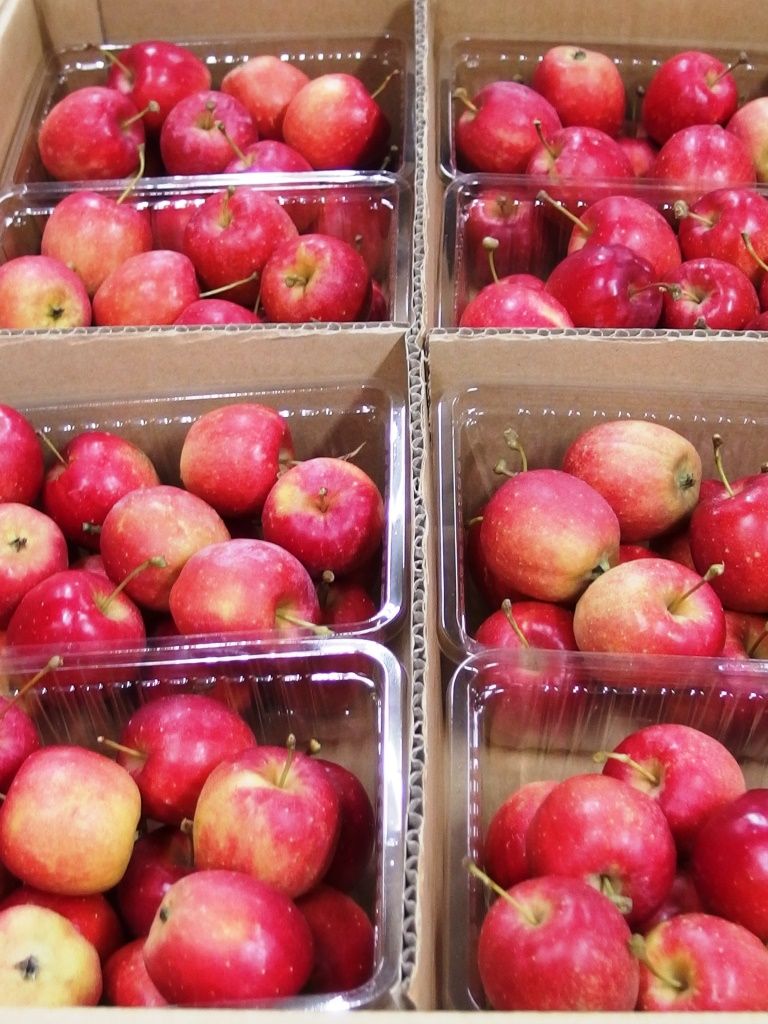 乙女チックなりんごです アルプス乙女 好評販売中 Asamana Manager S Blog