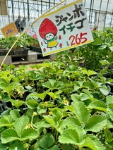 ジャンボいちご