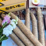 アルプス長芋