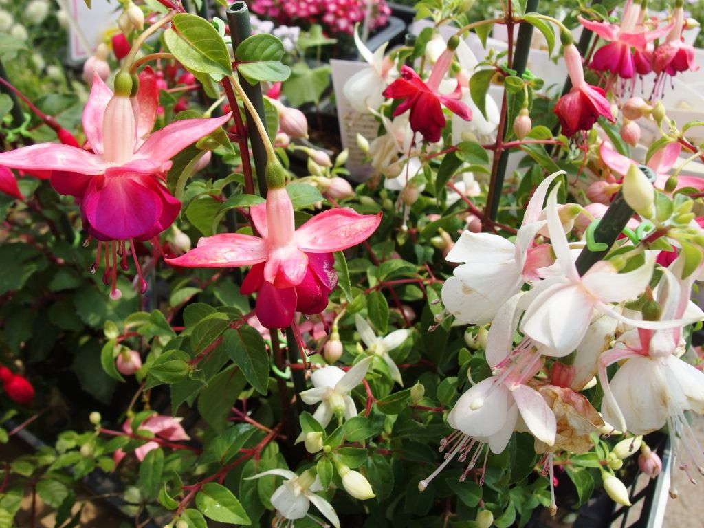 野菜苗好評販売中 アブラナ科 キャベツ 芽キャベツeｔｃ Asamana Manager S Blog