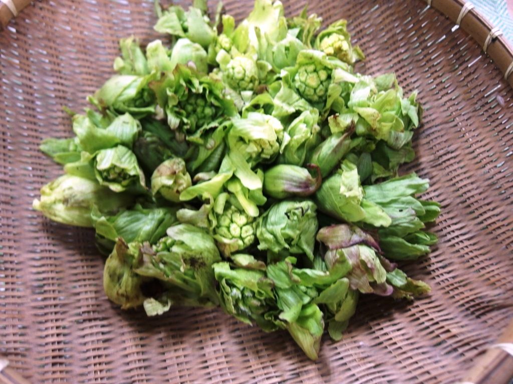 春は苦味を盛ろう 地物産 天然山菜 ふきのとう 好評販売中 Asamana Manager S Blog