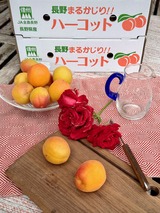 あんず ハーコット 2025
