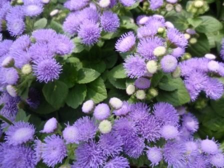 野菜苗好評販売中 サツマイモ セロリ パセリ Asamana Manager S Blog