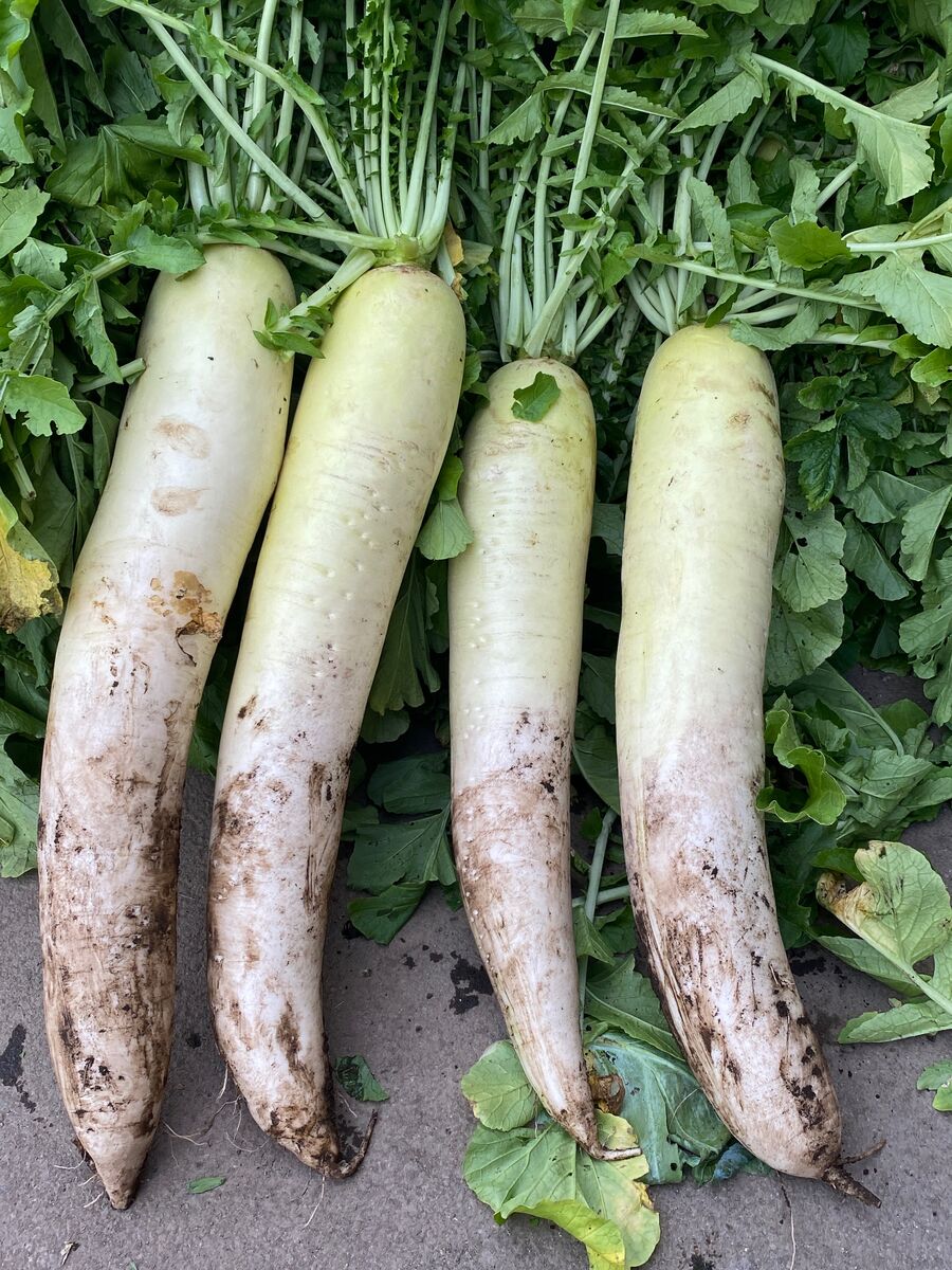 Asamana名物野菜大根 土葉付き大根 好評販売中 Asamana Manager S Blog Asamana名物野菜大根 土葉付き大根 好評販売中 Asamana Manager S Blog