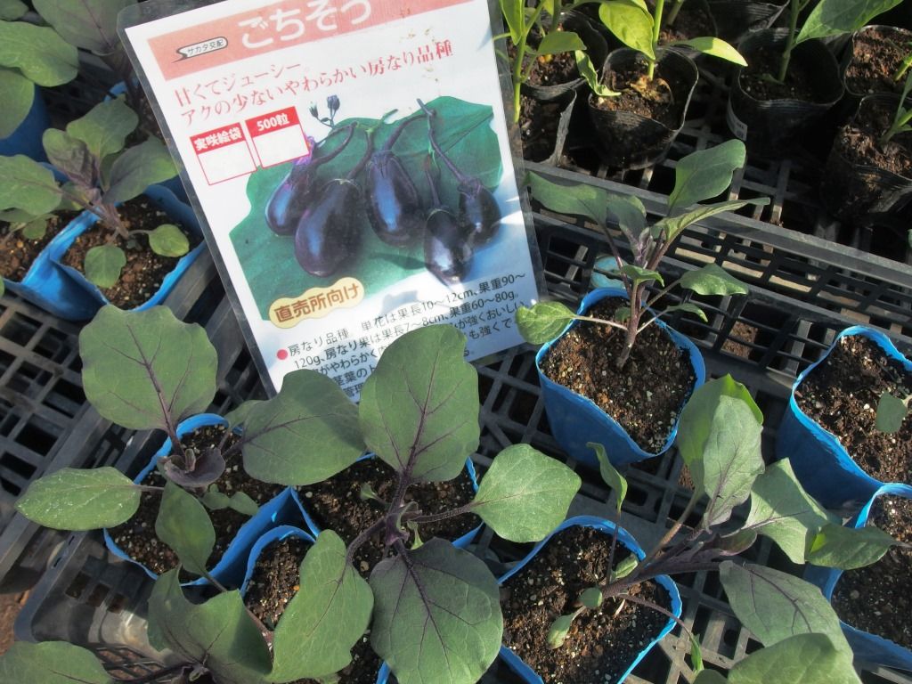 野菜苗好評販売中 特集 ナス科の本命ナスｐａｒｔ 白なす Asamana Manager S Blog