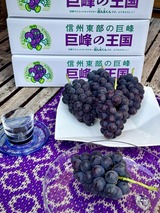 中屋敷種無し巨峰　2205