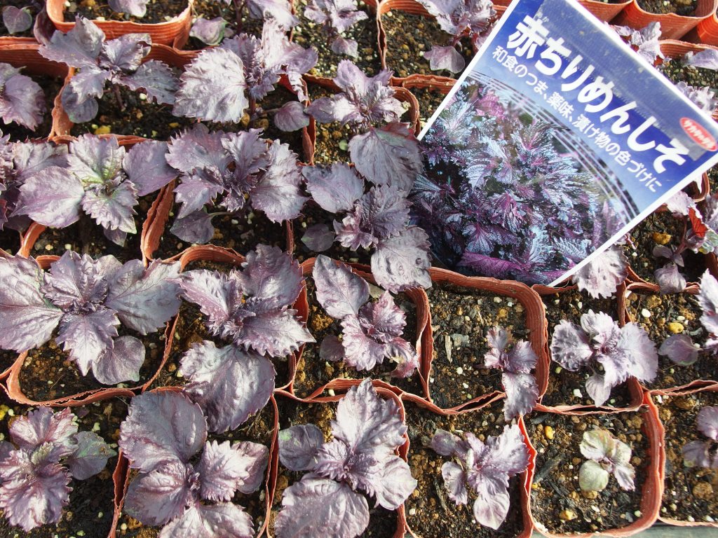 野菜苗好評販売中 特集 ジャンボイチゴ アスパラ シソ Asamana Manager S Blog