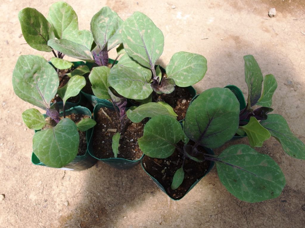 野菜苗販売中 特集 ナス科の本命 ナス Paｒｔ 白なす Asamana Manager S Blog