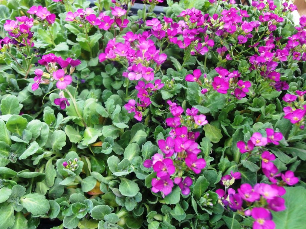 野菜苗好評販売中 特集 真っ赤な果肉はリコピンです スイカ Asamana Manager S Blog