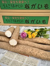 えんごうおやじの長芋