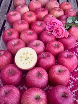 立科産 サンふじ 2025