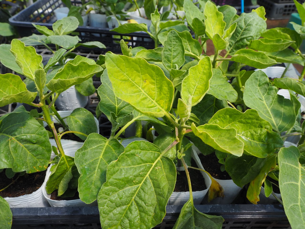 野菜苗好評販売中 特集 ナス科のレアなす 白なす Etc Asamana Manager S Blog