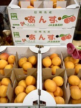 おひさまコット