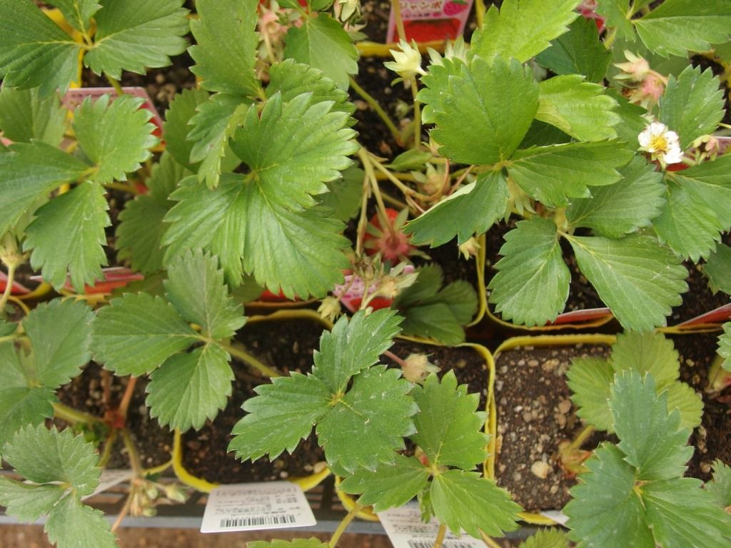 野菜苗好評販売中 特集 イチゴ ネギ苗 下仁田ネギ Asamana Manager S Blog 野菜苗好評販売中 特集 イチゴ ネギ苗 下仁田ネギ Asamana Manager S Blog