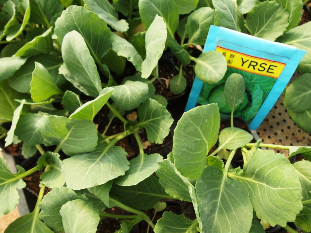 野菜苗好評販売中 アブラナ科 キャベツ 芽キャベツeｔｃ Asamana Manager S Blog