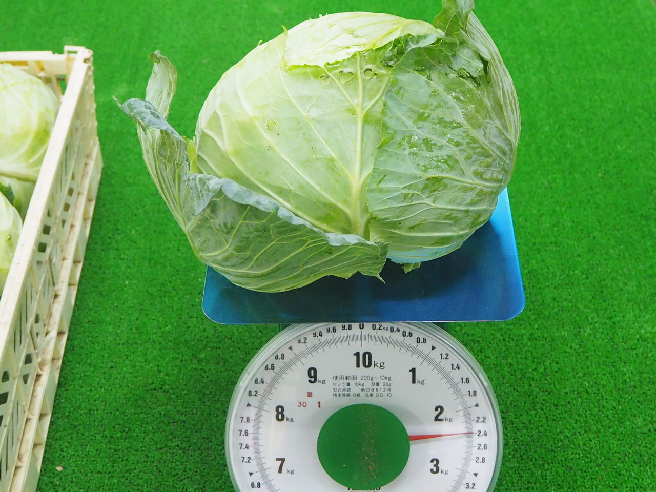 浅間山麓産 秋キャベツ 好評販売中 Asamana Manager S Blog 浅間山麓産 秋キャベツ 好評販売中 Asamana Manager S Blog