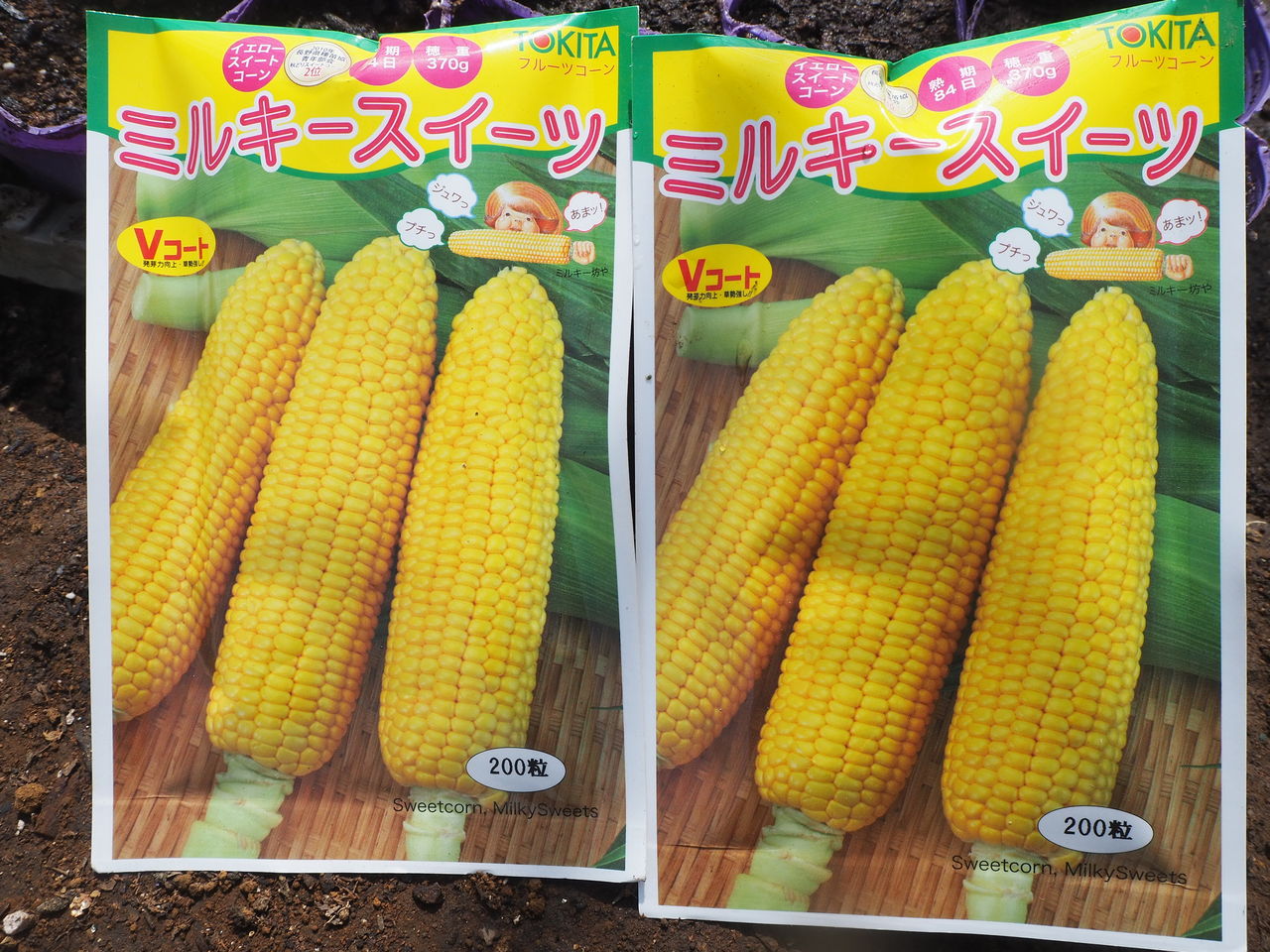 生でも食べられるトウモロコシ ミルキースィーツ 雪の妖精 の種蒔き Asamana Manager S Blog 生でも食べられるトウモロコシ ミルキースィーツ 雪の妖精 の種蒔き Asamana Manager S Blog