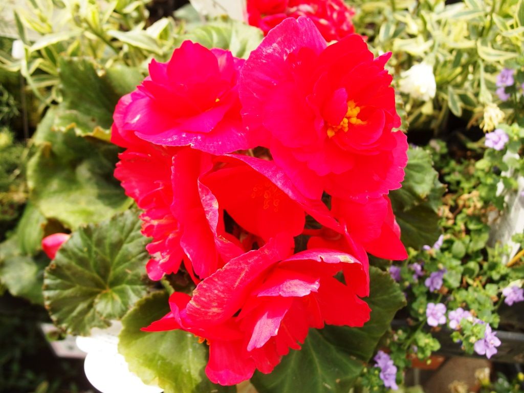 野菜苗販売中 特集 パッションフルーツ ミニトマト Asamana Manager S Blog