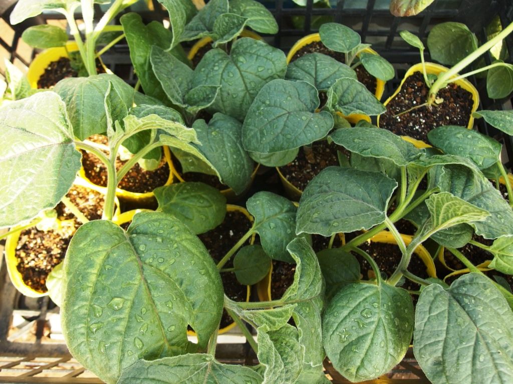 野菜苗好評販売中 特集 の ラッカセイ 食用ほおずき 他 Asamana Manager S Blog 野菜苗好評販売中 特集 の ラッカセイ 食用ほおずき 他 Asamana Manager S Blog