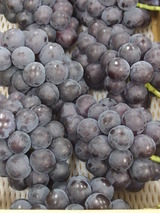 P1010502