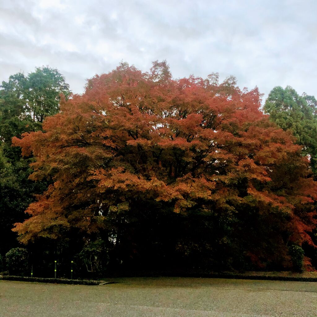 紅葉