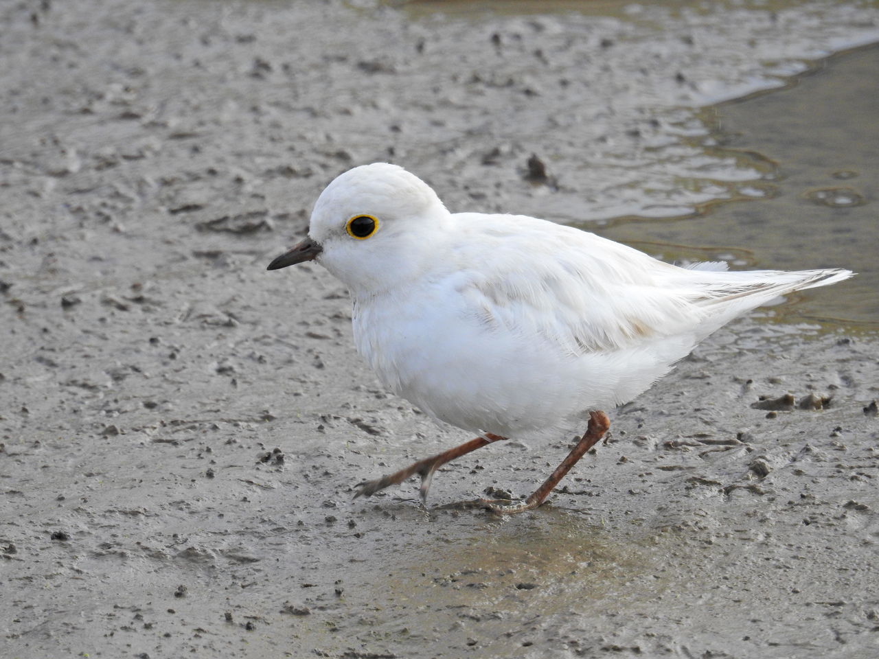 白い鳥 真っ白（コ）チドリ？ : ぼくと野鳥と日常