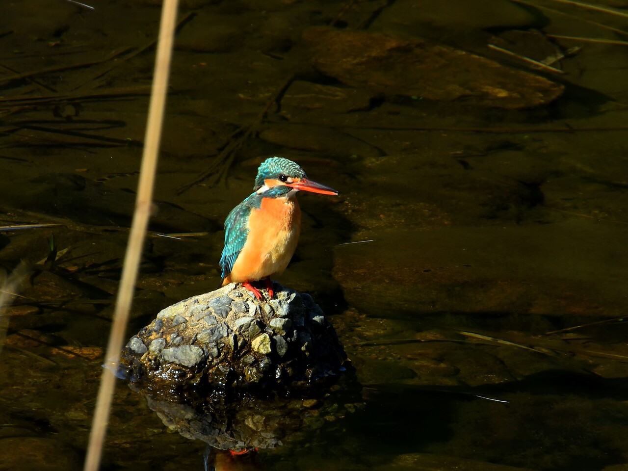 3月の青い鳥 : ぼくと野鳥と日常