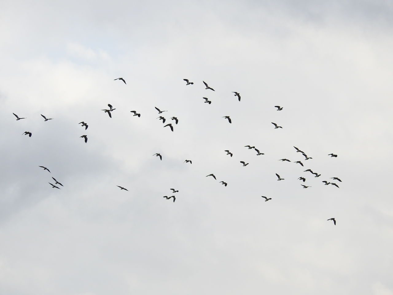 タゲリ ぼくと野鳥と日常